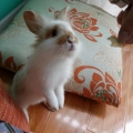 汤圆
